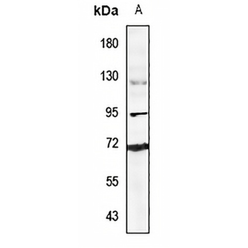 Ubiquilin 3 Rabbit Polyclonal Antibody