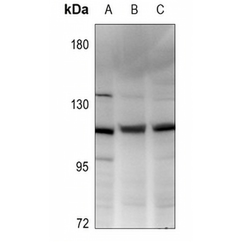 Vinculin Rabbit Polyclonal Antibody