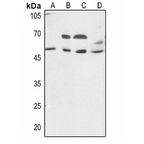 VIPR1 Rabbit Polyclonal Antibody