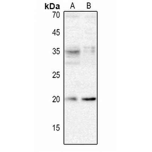 XCL1 Rabbit Polyclonal Antibody