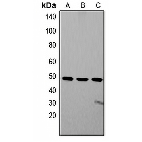 ZIC1/2/3 Rabbit Polyclonal Antibody
