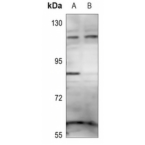 ZNF148 Rabbit Polyclonal Antibody