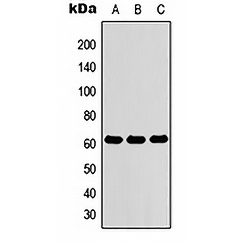 ZNF76 Rabbit Polyclonal Antibody