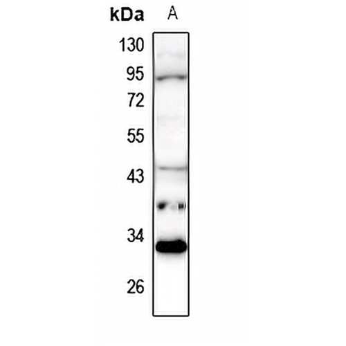 MARCH1 Rabbit Polyclonal Antibody