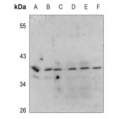 PRAS40 (Phospho-T246) Rabbit Polyclonal Antibody