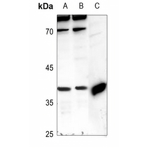 PRAS40 Rabbit Polyclonal Antibody
