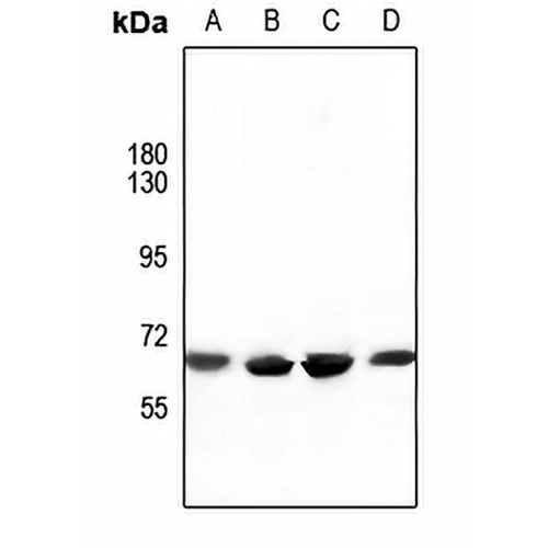 ATG16L1 Rabbit Polyclonal Antibody