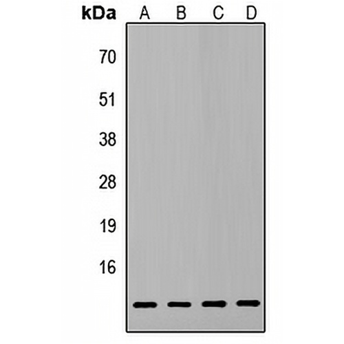 ATP5L2 Rabbit Polyclonal Antibody