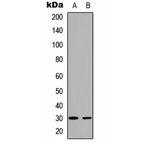 BCLX (Phospho-T47) Rabbit Polyclonal Antibody