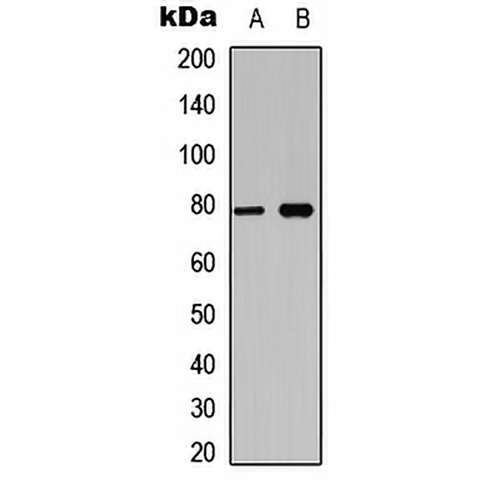 BCL6 (Phospho-S333) Rabbit Polyclonal Antibody