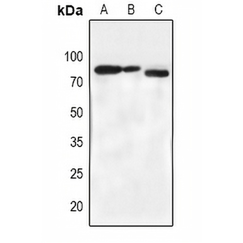 BMX (Phospho-Y566) Rabbit Polyclonal Antibody