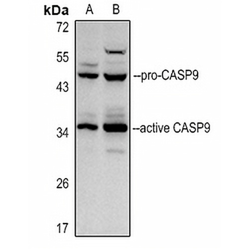 Caspase 9 p35 Rabbit Polyclonal Antibody