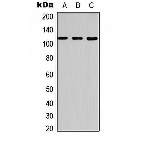 c-CBL (Phospho-Y700) Rabbit Polyclonal Antibody