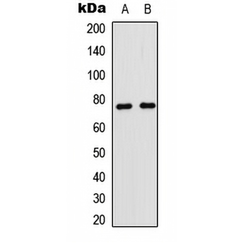 CD180 Rabbit Polyclonal Antibody