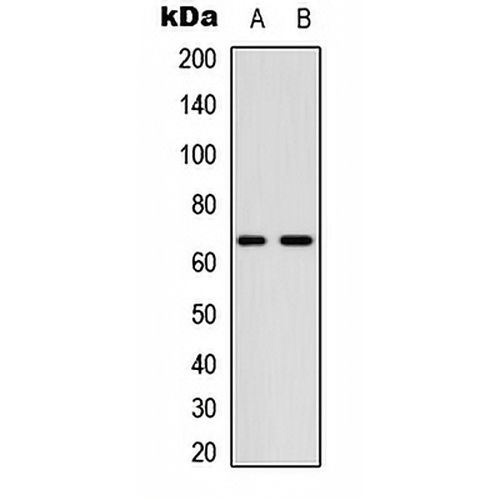 CDC25B (Phospho-S323) Rabbit Polyclonal Antibody