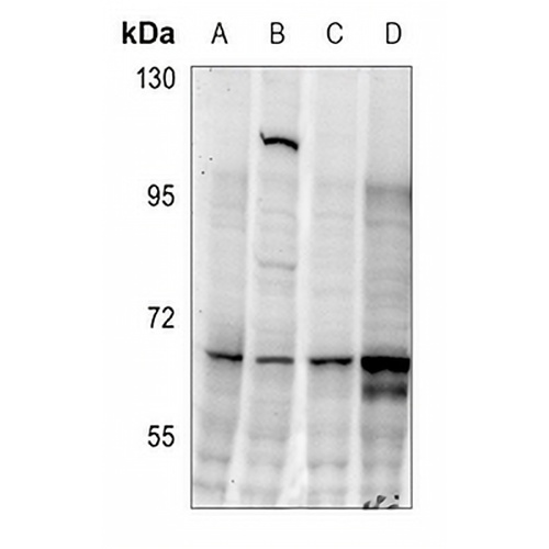 CDC25C (Phospho-S216) Rabbit Polyclonal Antibody