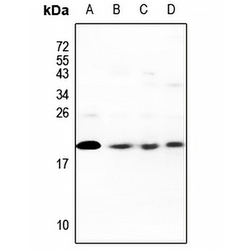 CDC42EP5 Rabbit Polyclonal Antibody