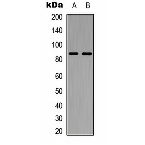 Cadherin 7 Rabbit Polyclonal Antibody