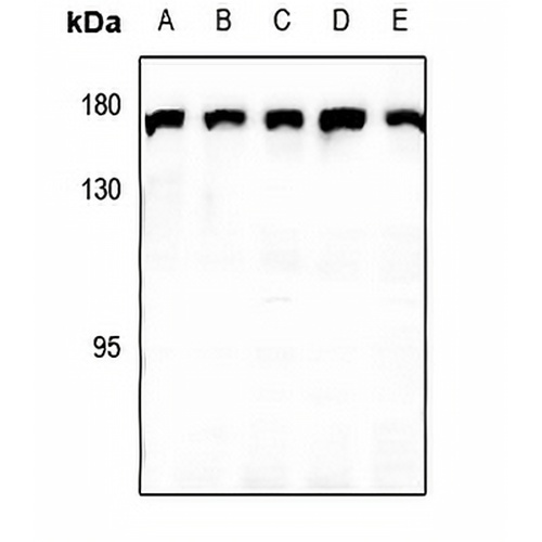 CLASP1 Rabbit Polyclonal Antibody