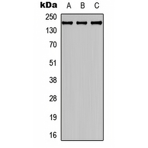 Collagen 4 alpha 2 Rabbit Polyclonal Antibody