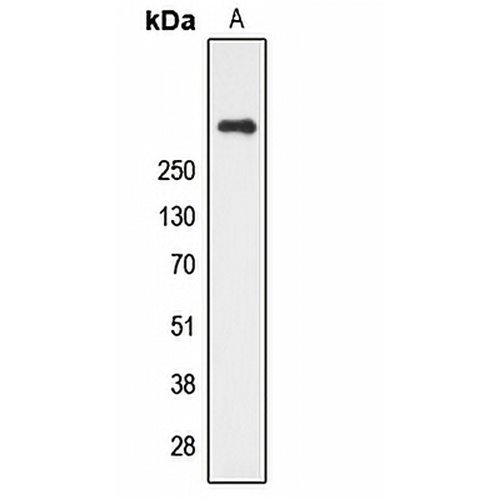CUBN Rabbit Polyclonal Antibody
