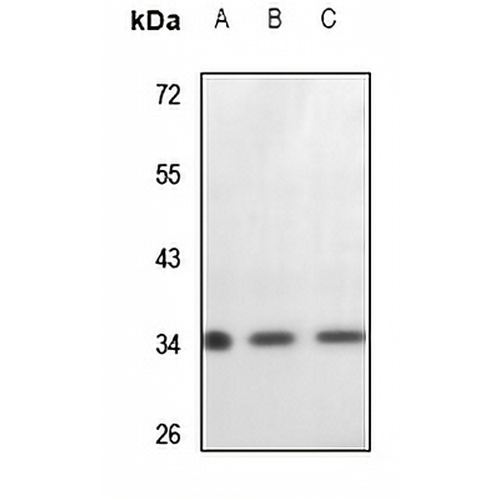 Cytochrome c1 Rabbit Polyclonal Antibody