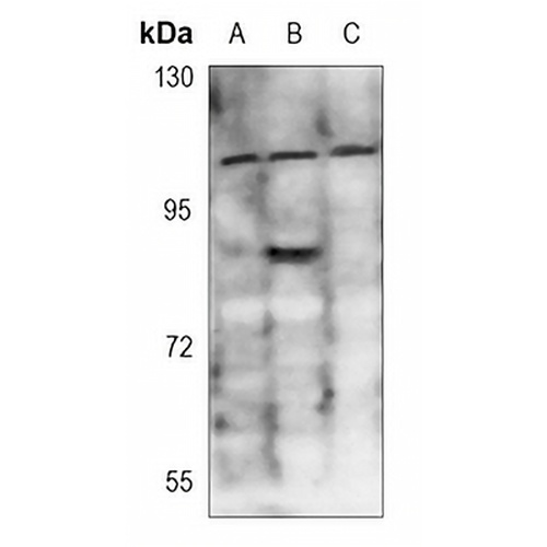DAXX (Phospho-S668) Rabbit Polyclonal Antibody