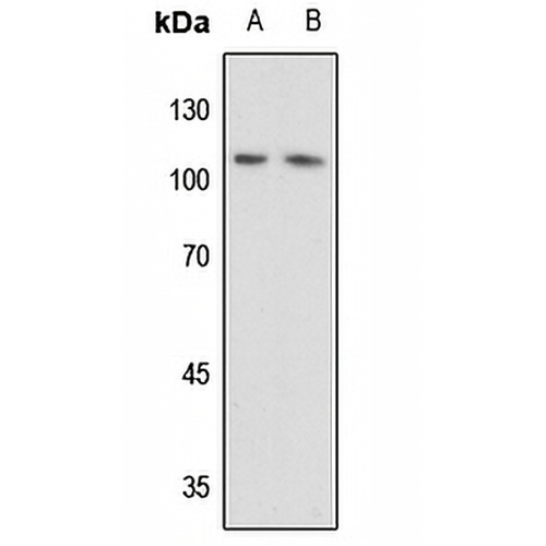DAXX Rabbit Polyclonal Antibody