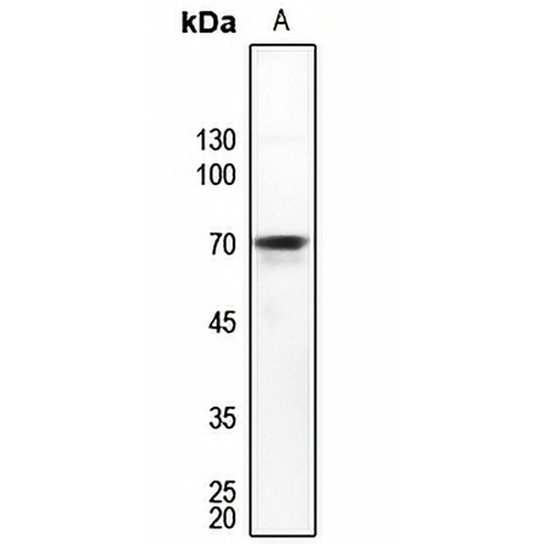DDX55 Rabbit Polyclonal Antibody