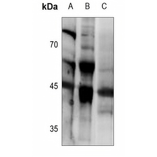 Ephrin B1/2 Rabbit Polyclonal Antibody