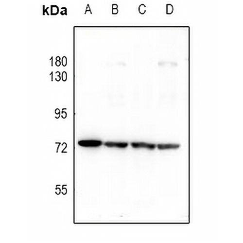 PKR Rabbit Polyclonal Antibody