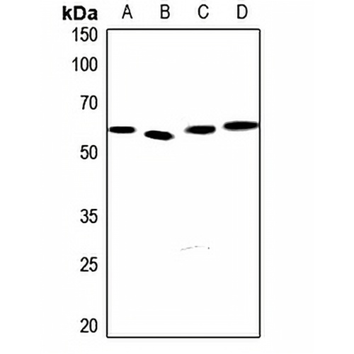 EPN3 Rabbit Polyclonal Antibody