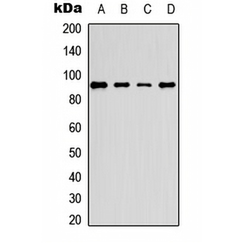 PE2 (Phospho-T526) Rabbit Polyclonal Antibody