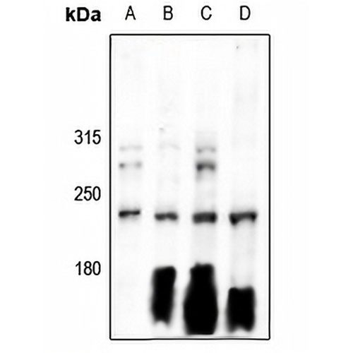 Separase Rabbit Polyclonal Antibody