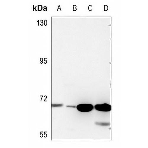 ALS2CR13 Rabbit Polyclonal Antibody