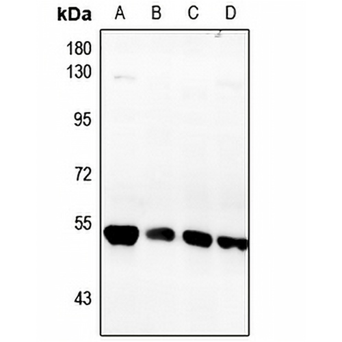 Fibulin 5 Rabbit Polyclonal Antibody