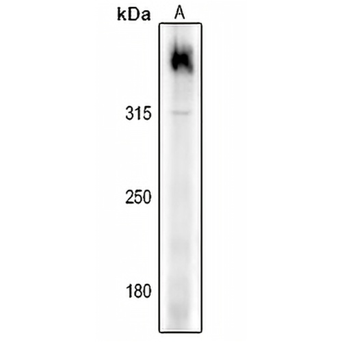 Filaggrin Rabbit Polyclonal Antibody