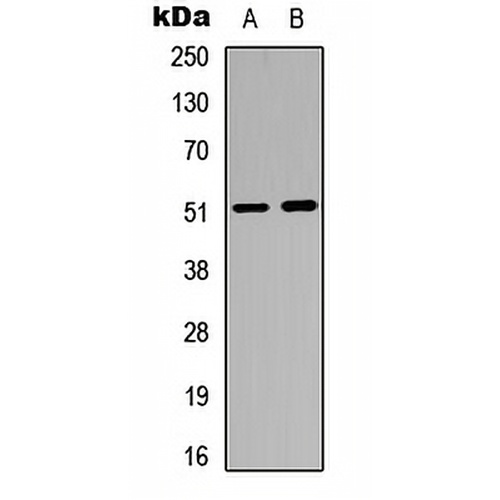 GABRA6 Rabbit Polyclonal Antibody