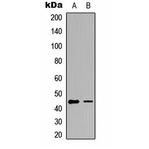 GATA1 (Phospho-S142) Rabbit Polyclonal Antibody