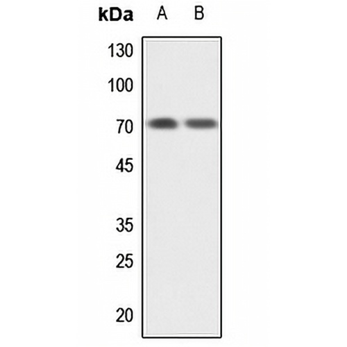 GBP1 Rabbit Polyclonal Antibody