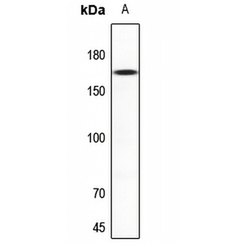 NMDAR2D Rabbit Polyclonal Antibody