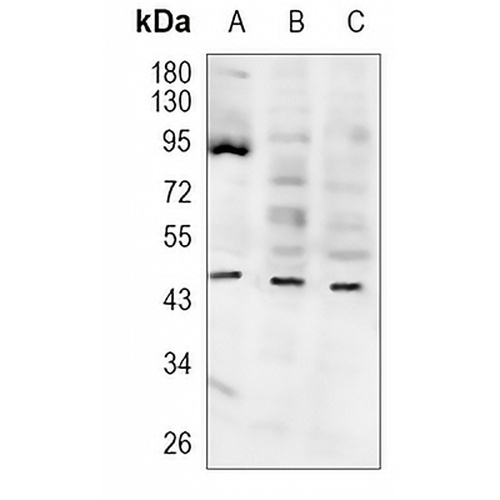 GSK3 beta (Phospho-S9) Rabbit Polyclonal Antibody