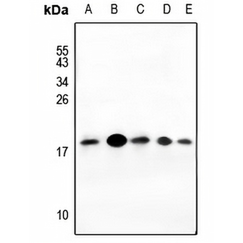 Histone H2A.X Rabbit Polyclonal Antibody