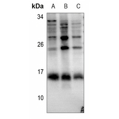 Histone H2B Rabbit Polyclonal Antibody