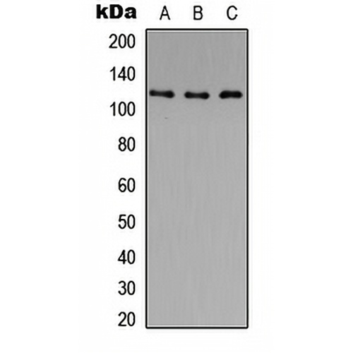 Histone Deacetylase 5/9 (Phospho-S259/220) Rabbit Polyclonal Antibody