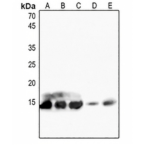 Histone H4 Rabbit Polyclonal Antibody