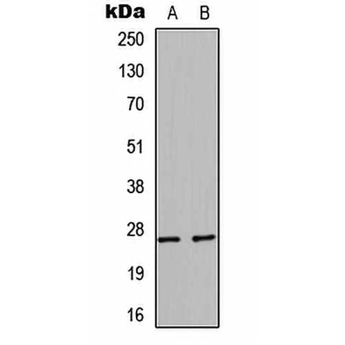 HSP27 Rabbit Polyclonal Antibody
