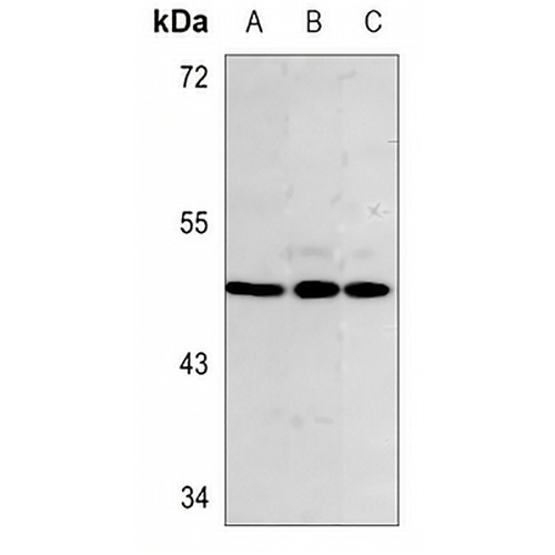 Inhibin beta B Rabbit Polyclonal Antibody