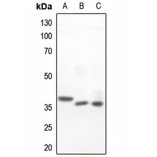 Islet-2 Rabbit Polyclonal Antibody
