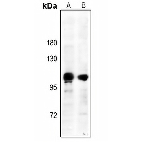 CD61 (Phospho-Y785) Rabbit Polyclonal Antibody